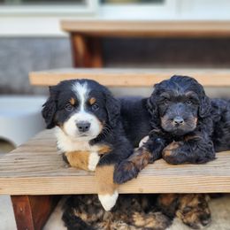 Bernedoodle Puppies from Adorable Dixie Doodles