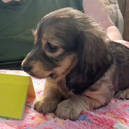 Akc Josie F 3 - Sable female Dachshund puppy in Penn Run, Pennsylvania from Shannon’s Dachshunds
