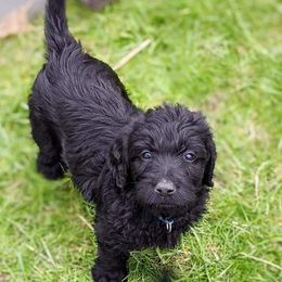Labradoodle Puppies from Deuce's Doodles