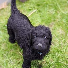 Labradoodle Puppies from Deuce's Doodles
