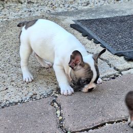 French Bulldog Puppies from Double Barrel Bulldogs