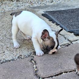 French Bulldog Puppies from Double Barrel Bulldogs