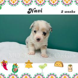 Queso - Blue merle and white female American Corgi puppy in Mansfield, Ohio from Moonrise corgis