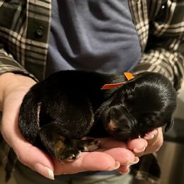 Boy 2 - male German Shepherd puppy in Paso Robles, California from Central Coast German Shepherds