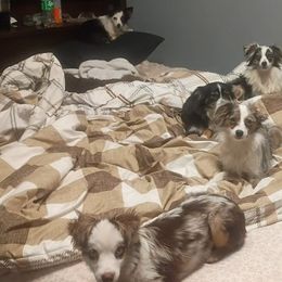 Toy Australian Shepherds from Tater Tot aussies