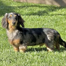 Dachshund puppies from Signatures Mini Dachshunds