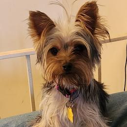 Gabby - Yorkshire Terrier