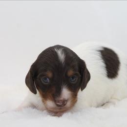 Male 2 - Piebald male Dachshund puppy in Childress, Texas from Taylor Farms
