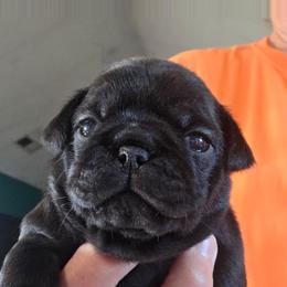 Tanzee - Black female Pug puppy in Madera, California from Hills Pugs