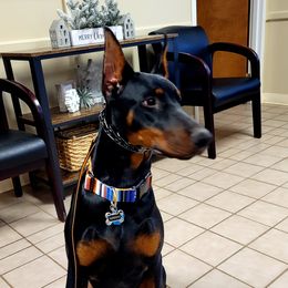Boogie or Karizma  - Doberman Pinscher