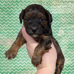 Toast - Black and tan male Yorkipoo puppy in Coshocton, Ohio from Forever Family Puppies