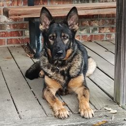 Arazi z Zaruka - Sable male German Shepherd puppy in West Plains, Missouri from Zaruka German Shepherds