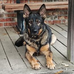 Arazi z Zaruka - Sable male German Shepherd puppy in West Plains, Missouri from Zaruka German Shepherds