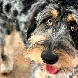 Bernedoodles from Bella Bernedoodle