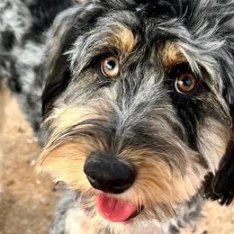 Bernedoodles from Bella Bernedoodle