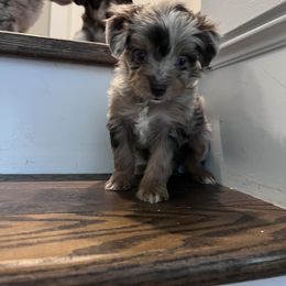 Aussiedoodle Puppies from Kingsden Aussies and doodles