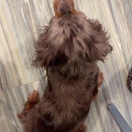 Lavender - Dapple female Dachshund puppy in Blackstone, Virginia from White Oak Kennels