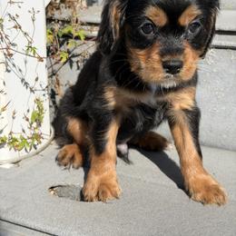 Cavapoo Puppies from Panda Puppies