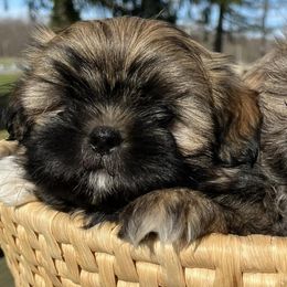 Shih Tzus from Freedom Farms Shih Tzu