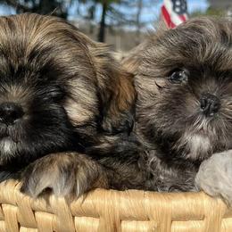 Shih Tzus from Freedom Farms Shih Tzu