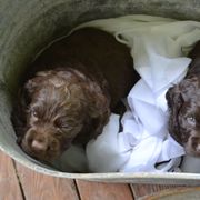 Boykin Spaniel Puppies from BoykinsNBoat