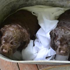 Boykin Spaniel Puppies from BoykinsNBoat