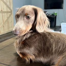 Regan - Dachshund