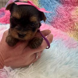 Purple girl - Blue and gold female Yorkshire Terrier puppy in Milton, Florida from Sassenach Yorkie Kennels
