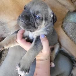 Cane Corso Puppies from JSM Corsos