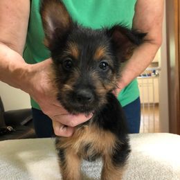 Australian Terriers from Redwing Australian Terriers