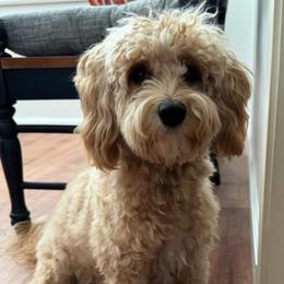 Buttercup - Poodle