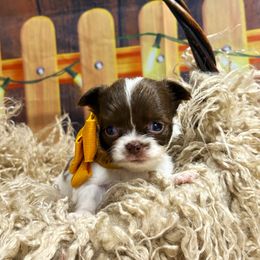 Talia - Chocolate and white female Chihuahua puppy in Gloucester, Virginia from Charlotte's Web of Chihuahuas