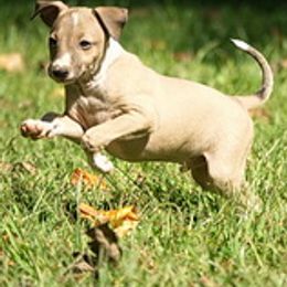 Italian Greyhounds from Uwharrie