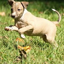 Italian Greyhounds from Uwharrie