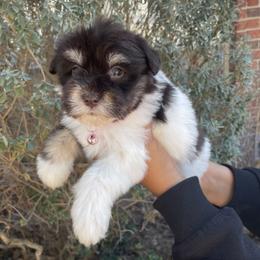 Miniature Schnauzer Puppies from Genesis Tiny Schnauzers