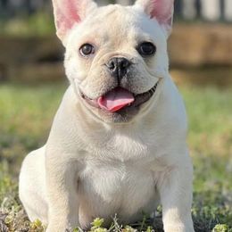 French Bulldogs from FairyTail Frenchies