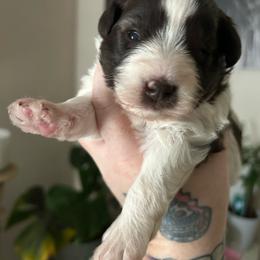 Female 1 - Parti female Miniature Schnauzer puppy in Lowell, North Carolina from Prestigious Schnuazers