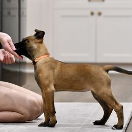 Skyla - Fawn Belgian Malinois puppy in Dade City, Florida from Vom Chircop Malinois