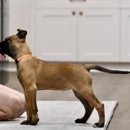 Skyla - Fawn Belgian Malinois puppy in Dade City, Florida from Vom Chircop Malinois
