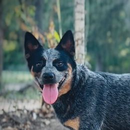 Girlee - Australian Cattle Dog