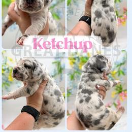 Ketchup - Harlequin female Great Dane puppy in Sac City, Iowa from Northern Great Danes of Colorado & Iowa