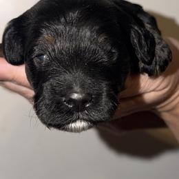 Boy 3 - Black and tan male Cockapoo puppy in Colorado from Garrett Doodles
