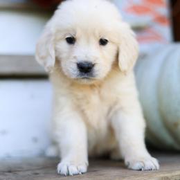 Miss Purple - Light golden female Golden Retriever puppy in Paoli, Indiana from Rose n’ Thistle Farm