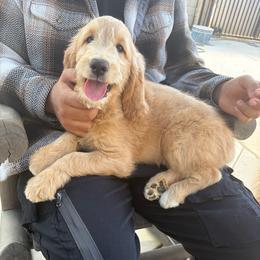 Chief - Cream male Goldendoodle puppy in Lancaster, California from Tailor made farms