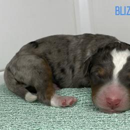 Blizzard - Blue merle male Bernedoodle puppy in Henry, Illinois from Rowe Farms Doodles