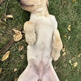 Labrador Retriever Puppies from Okiehuntinboyz Labrador Retrievers