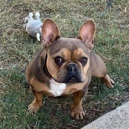 Tawny - French Bulldog