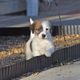 Tabby Girl 1 - White and tan female Russell Terrier puppy in Middletown, Virginia from DBF Russell Terriers