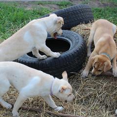 Carolina Dog Puppies from Williams Sweet Carolina