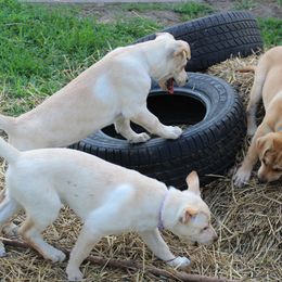 Carolina Dog Puppies from Williams Sweet Carolina